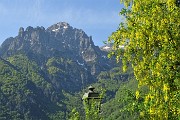 14 Maggiociondolo con vista in Cornetta